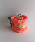 I denti dentari di plastica di spazzolatura variopinti modellano Removable