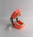 I denti dentari di plastica di spazzolatura variopinti modellano Removable